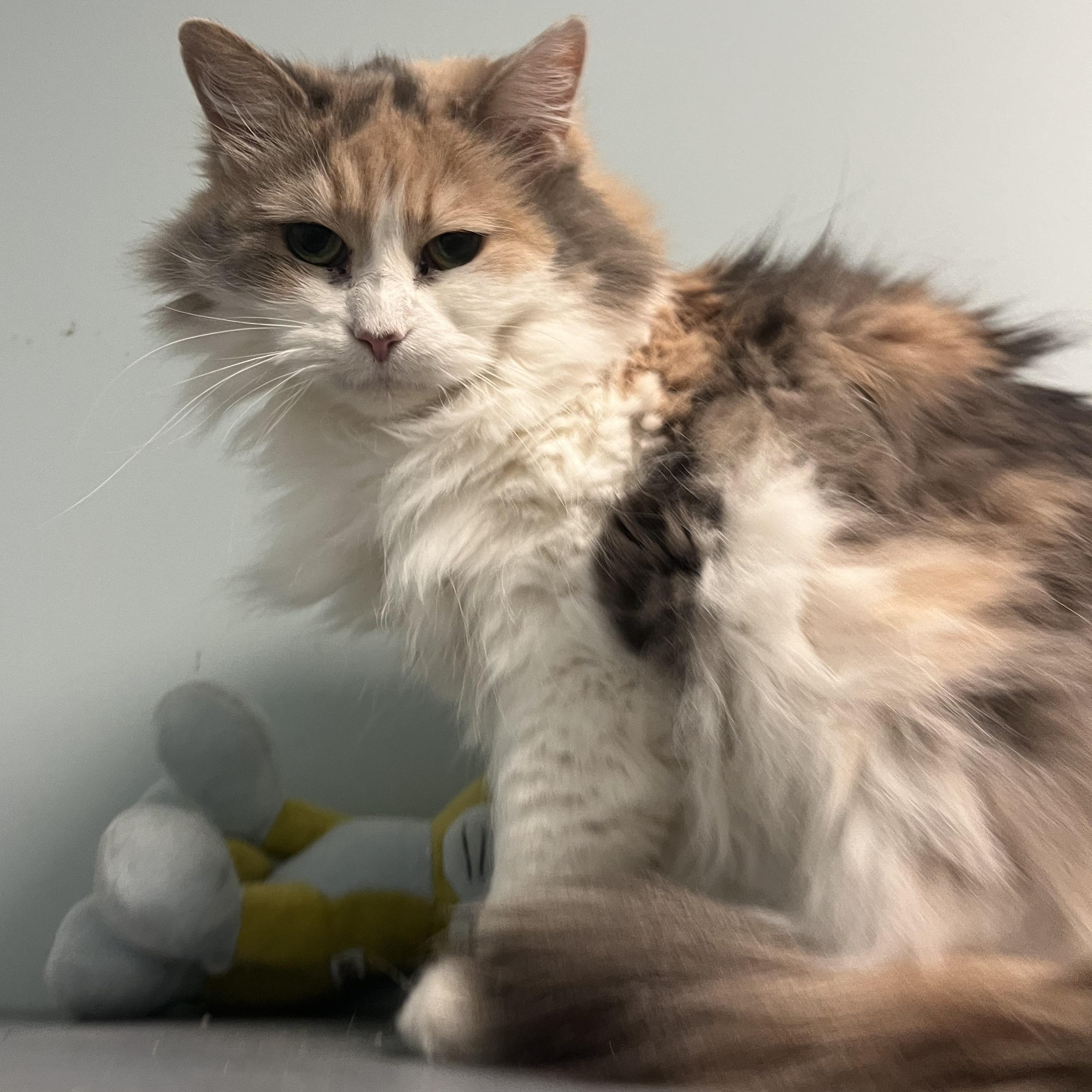 Seraphim (Sara), a Adoptable Dilute Calico in Monroe, OH image 1/4