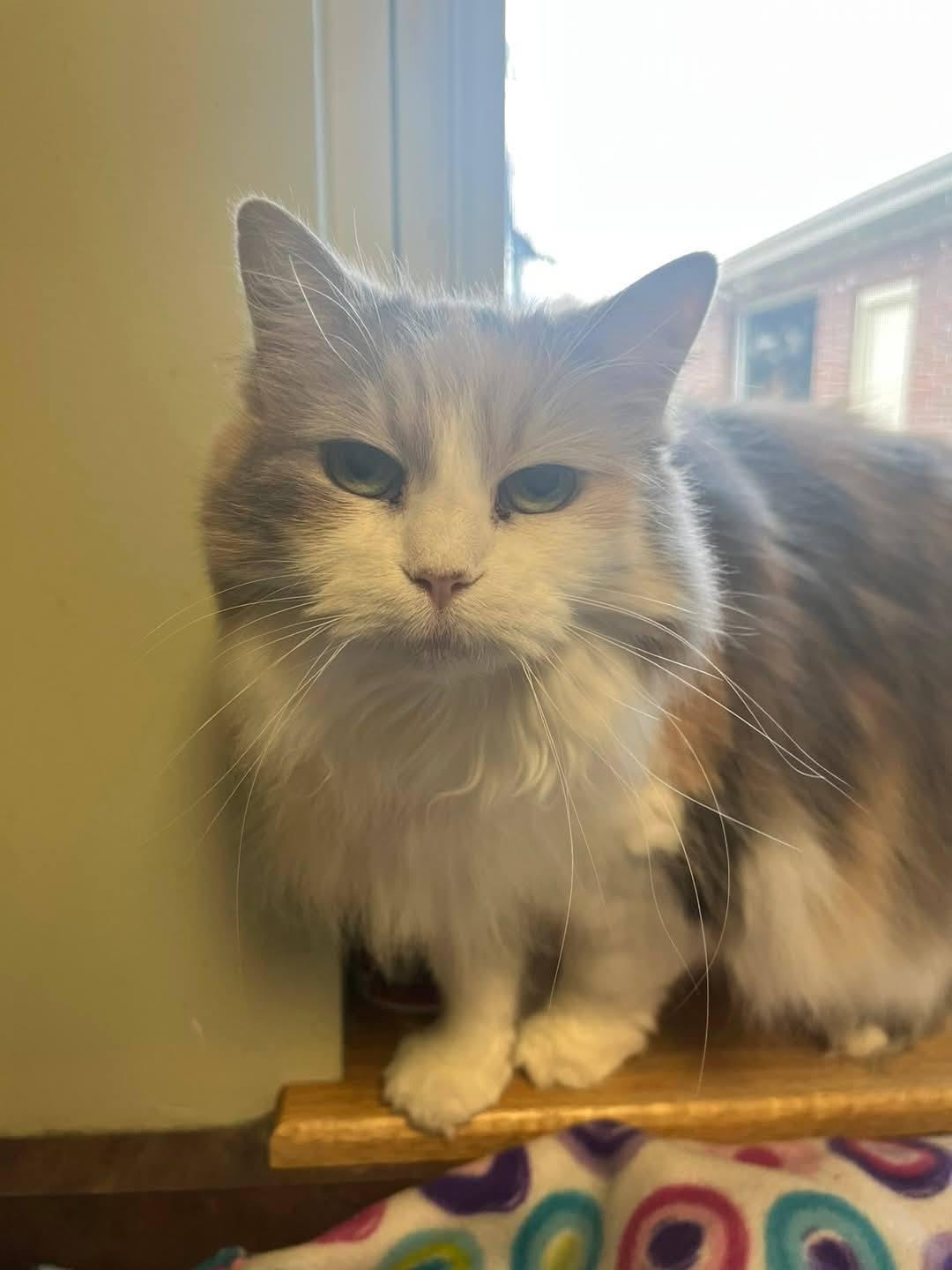 Seraphim (Sara), Adoptable, Adult Female Dilute Calico.