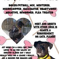 Enlarge Jet, a Adoptable mixed breed in Lincoln, MI image 1/3