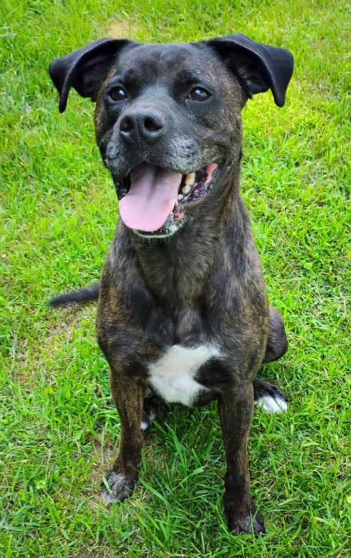 Jet, a Adoptable mixed breed in Lincoln, MI image 3/3