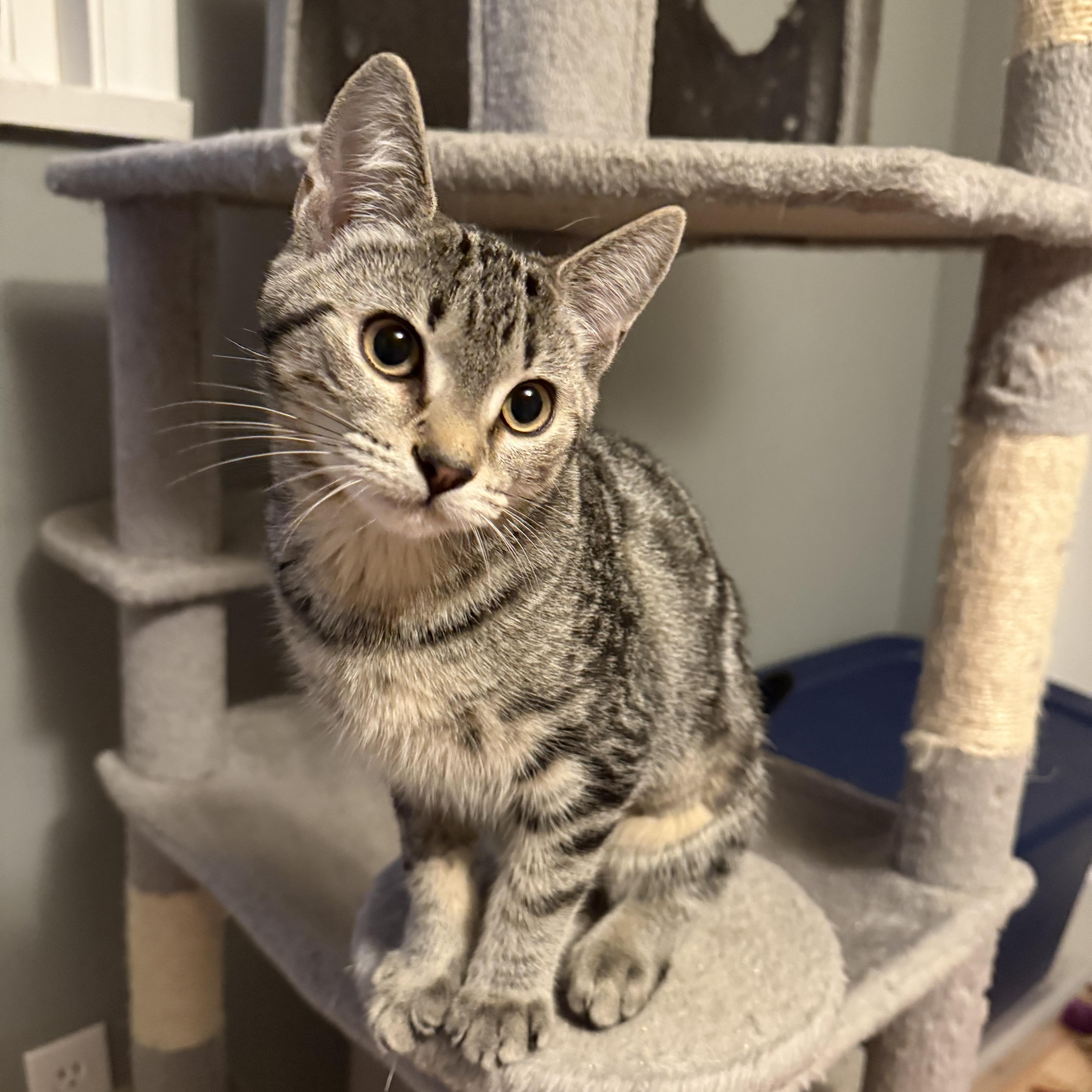 Sassy, Adoptable, Young Female Domestic Short Hair.