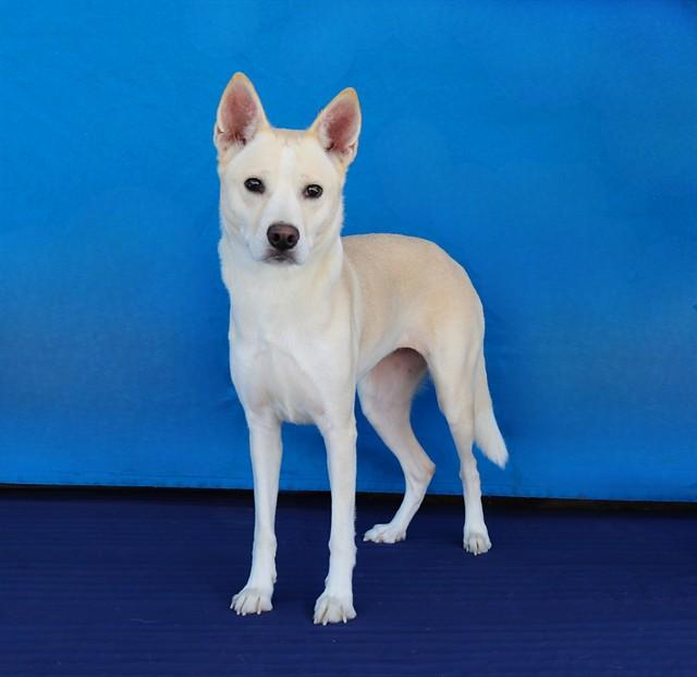 Enlarge LEYVE, a Adoptable mixed breed in Baldwin Park, CA image 1/1