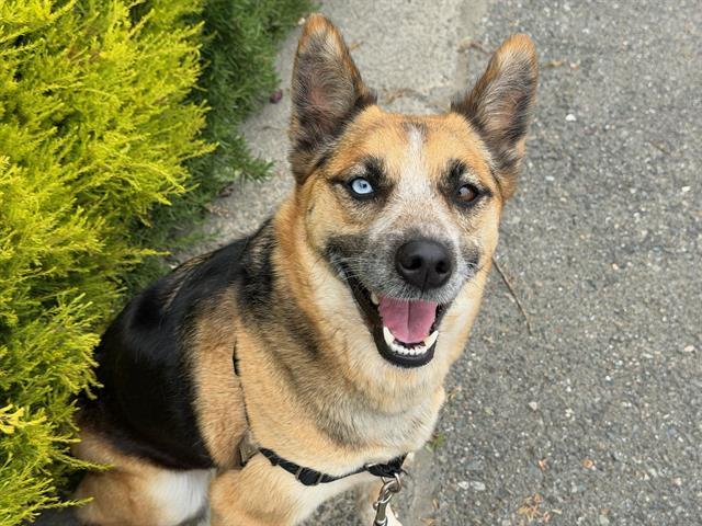 LUNA, Adoptable, Adult Female Australian Cattle Dog / Blue Heeler & German Shepherd Dog.