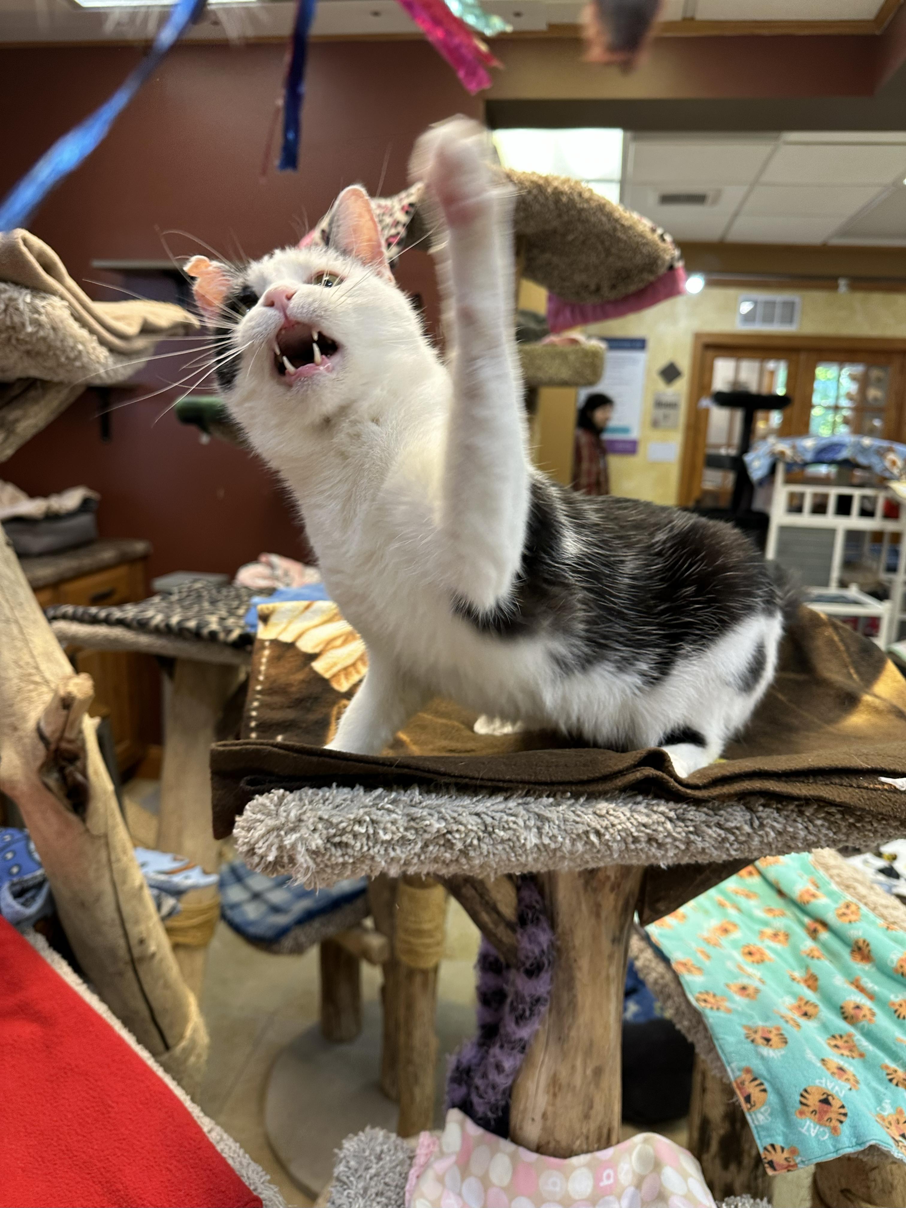 Enlarge Pookie, a Adoptable Domestic Short Hair in Crystal Lake, IL image 4/5