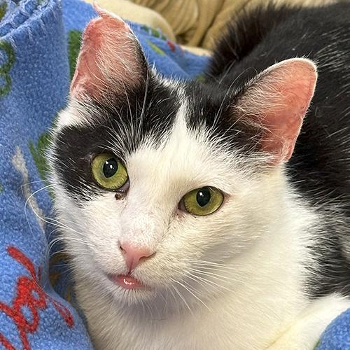 Pookie, Adoptable, Adult Female Domestic Short Hair.