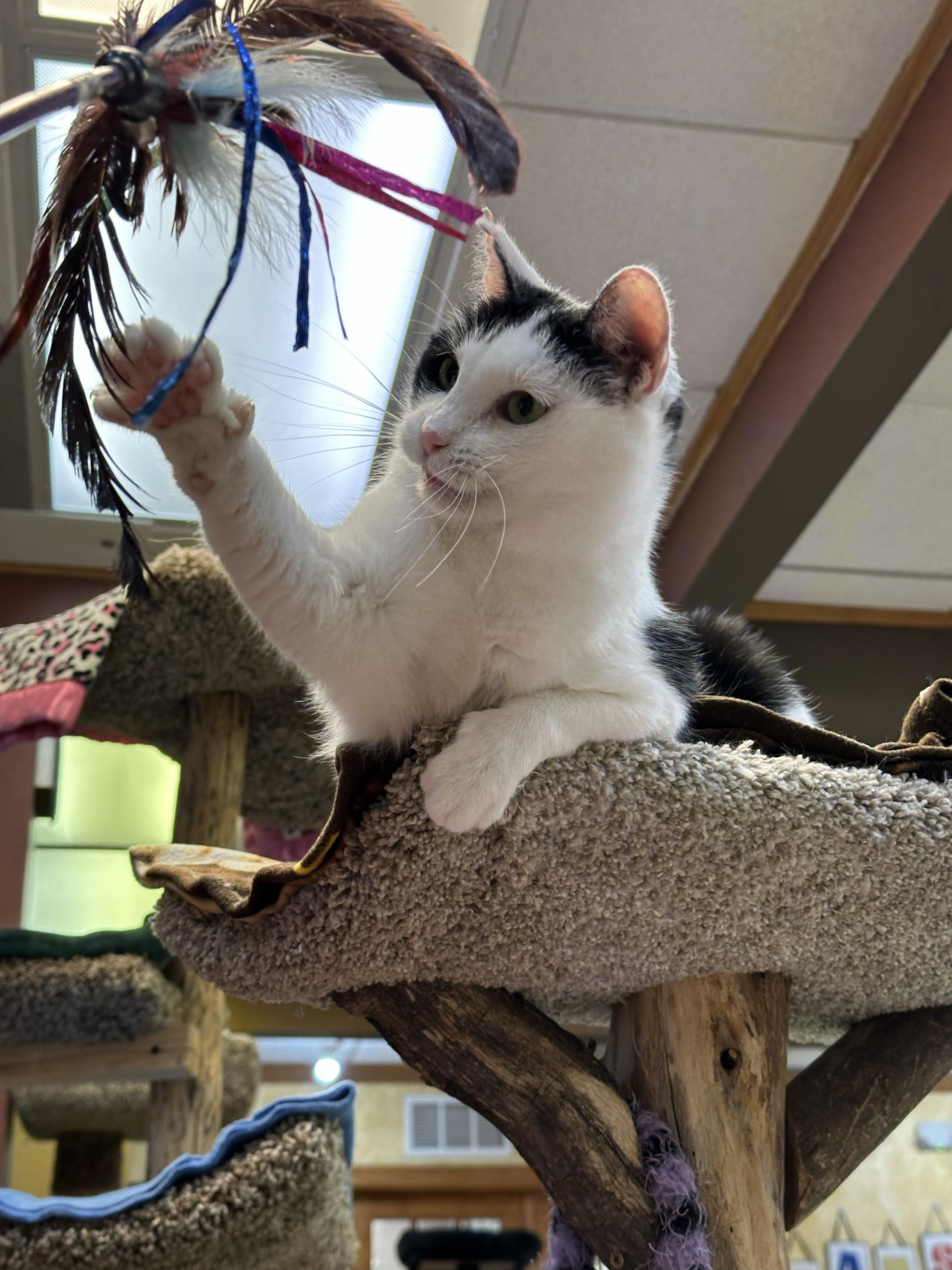 Enlarge Pookie, a Adoptable Domestic Short Hair in Crystal Lake, IL image 2/5