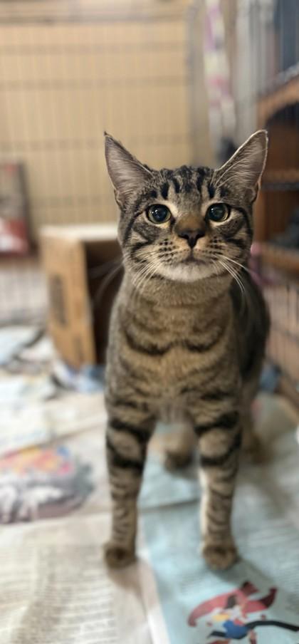 Emile, ADOPTABLE, Adult Male Domestic Short Hair.