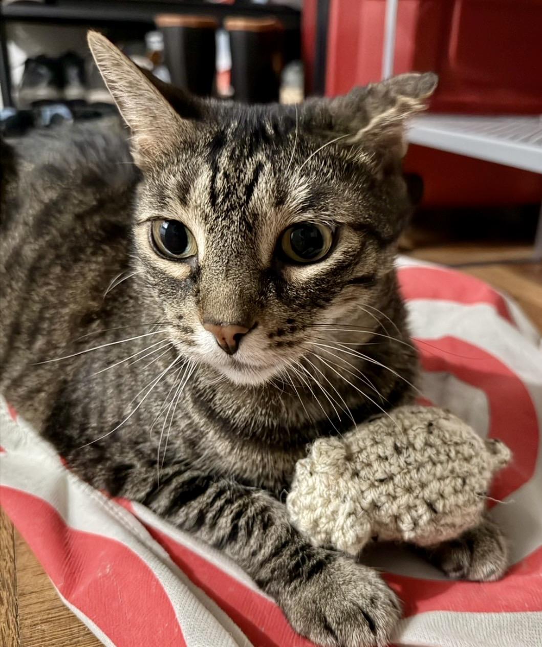 Enlarge Reba - sweet lap cat, a Adoptable Domestic Short Hair in Bronx, NY image 3/6