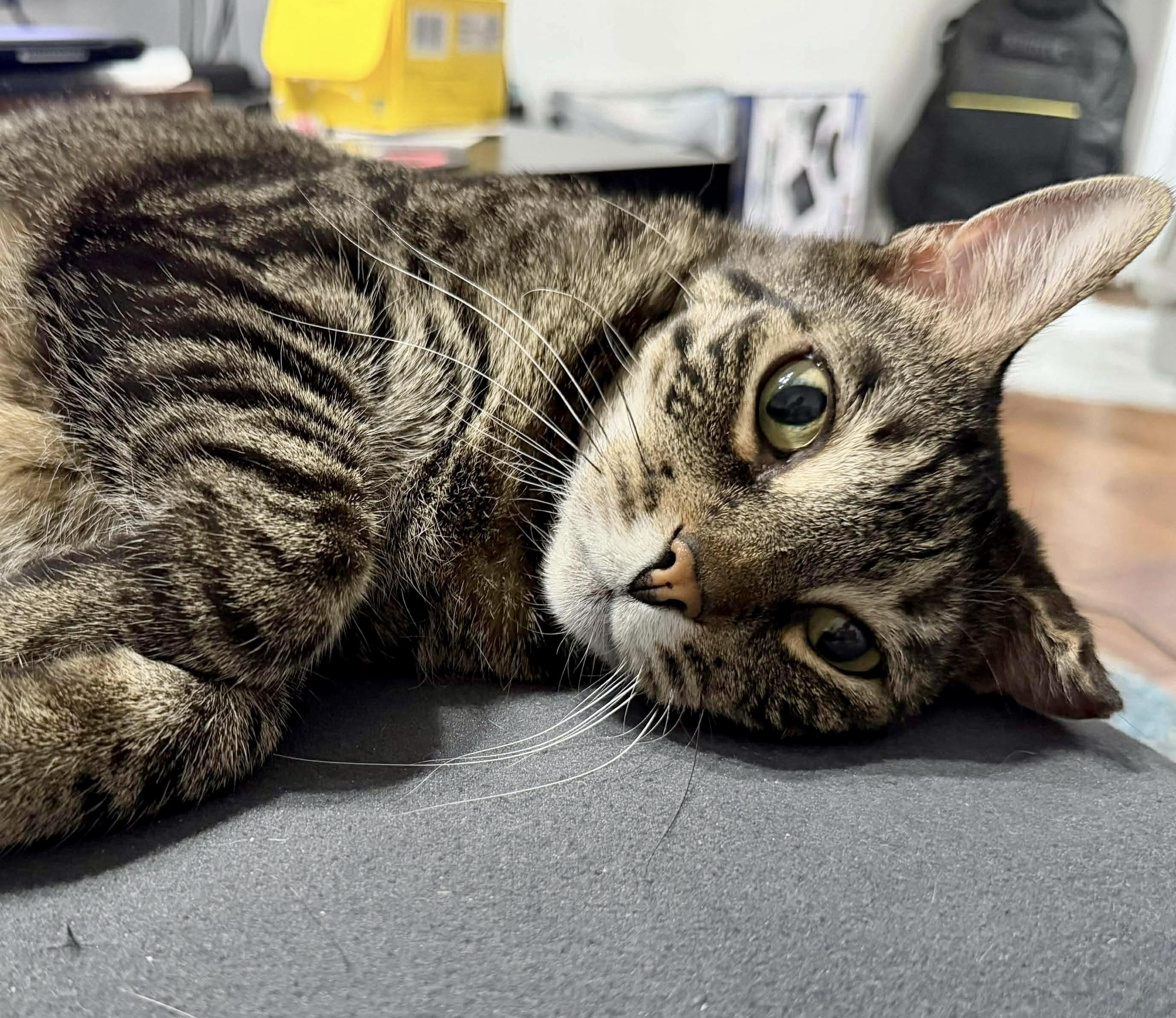 Enlarge Reba - sweet lap cat, a Adoptable Domestic Short Hair in Bronx, NY image 5/6