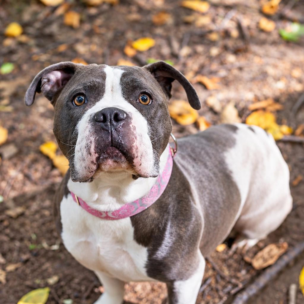 Enlarge Laika, a Adoptable mixed breed in Hopkinton, MA image 1/6