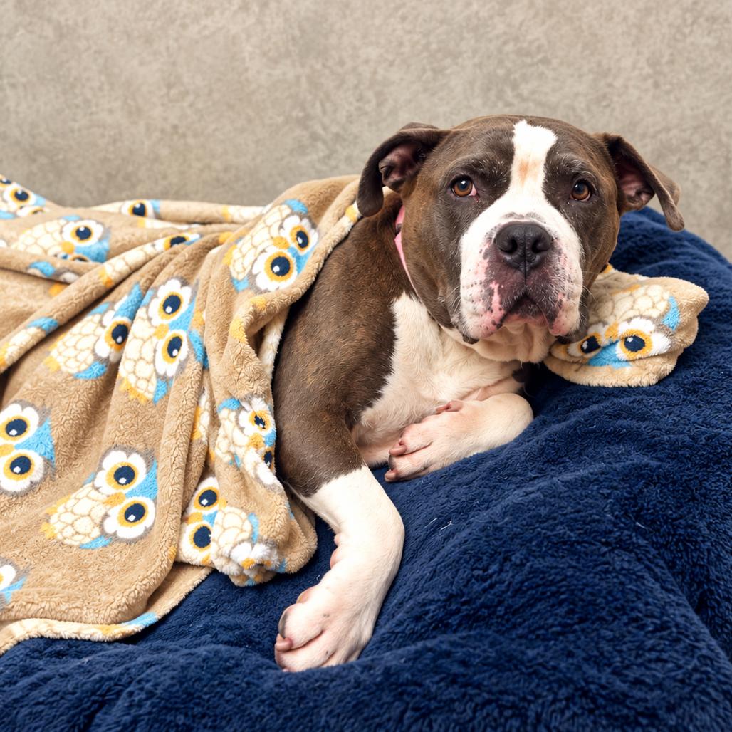 Enlarge Laika, a Adoptable mixed breed in Hopkinton, MA image 2/6