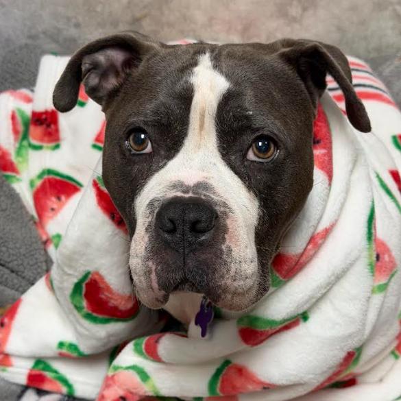Enlarge Laika, a Adoptable mixed breed in Hopkinton, MA image 3/6
