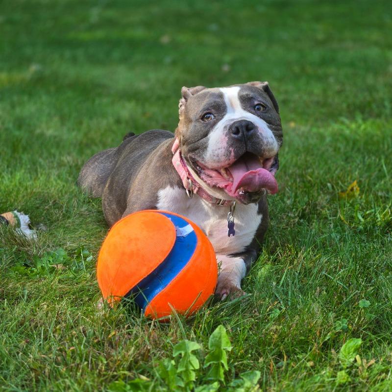 Enlarge Laika, a Adoptable mixed breed in Hopkinton, MA image 4/6