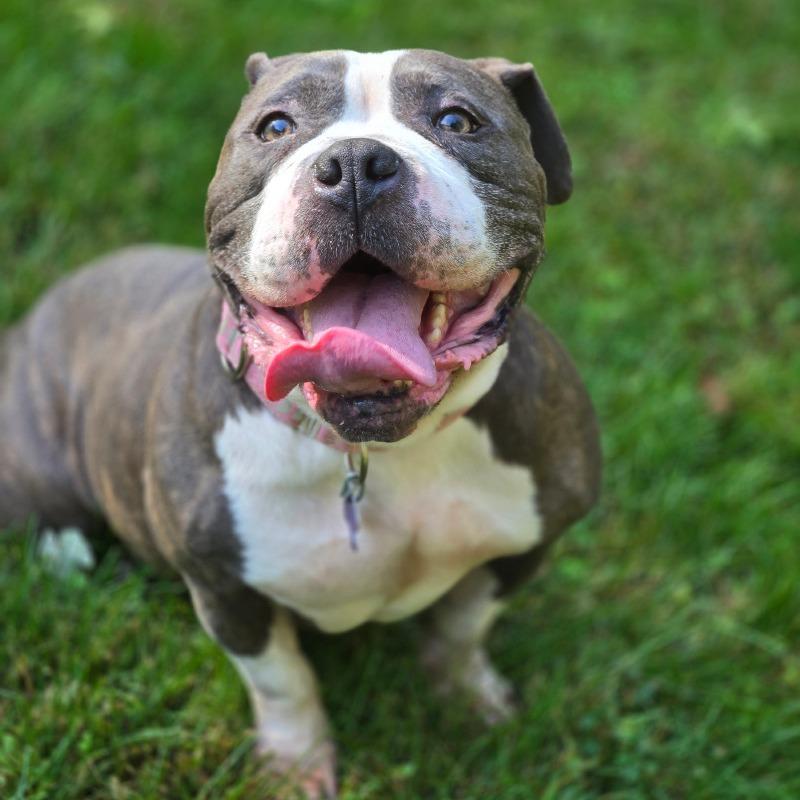 Enlarge Laika, a Adoptable mixed breed in Hopkinton, MA image 5/6