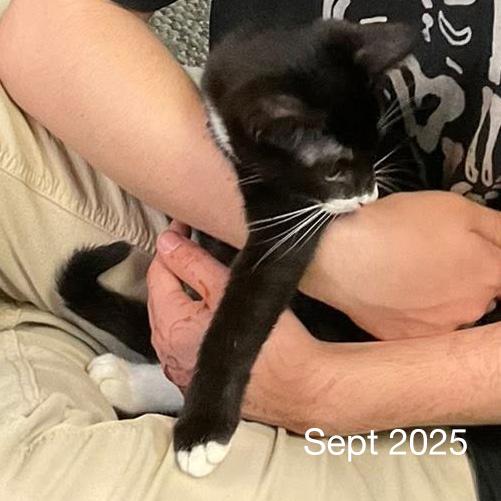 Head over Heals, an adopted Domestic Short Hair in Fair Haven, VT image 1/4