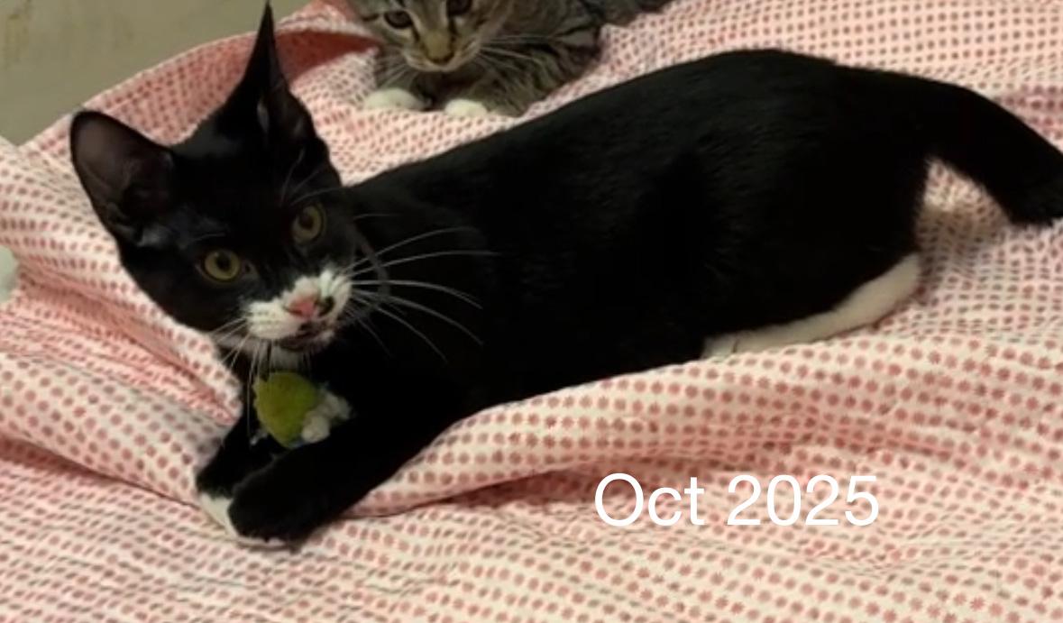 Head over Heals, an adopted Domestic Short Hair in Fair Haven, VT image 2/4