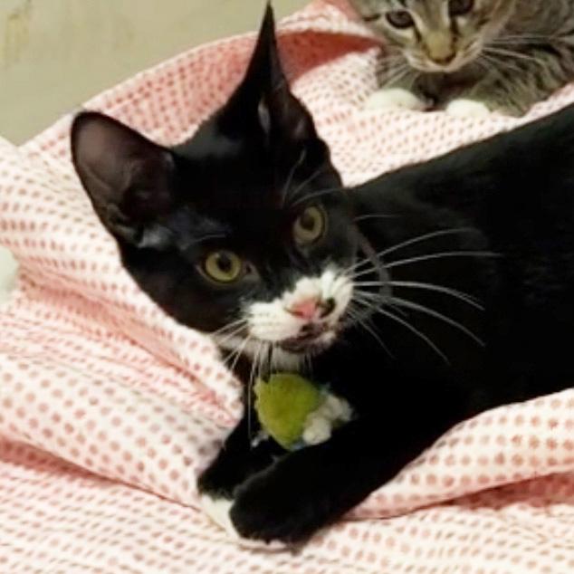 Head over Heals, an adopted Domestic Short Hair in Fair Haven, VT image 4/4