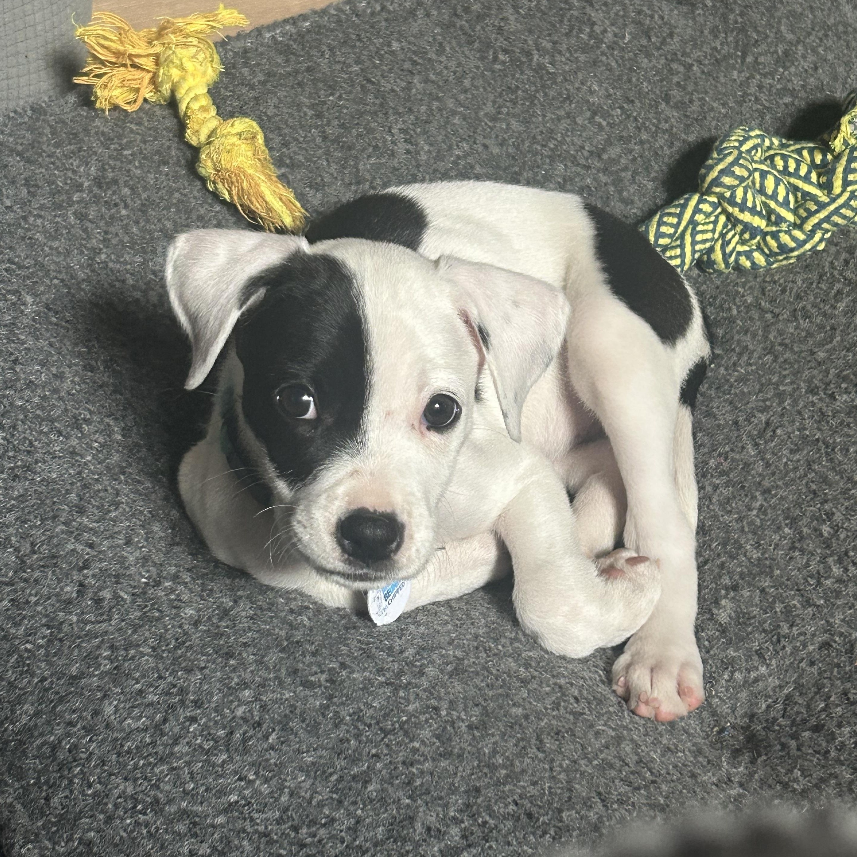 Enlarge Dr. Cassie McKay, a ADOPTABLE mixed breed in Warrenville, IL image 1/6