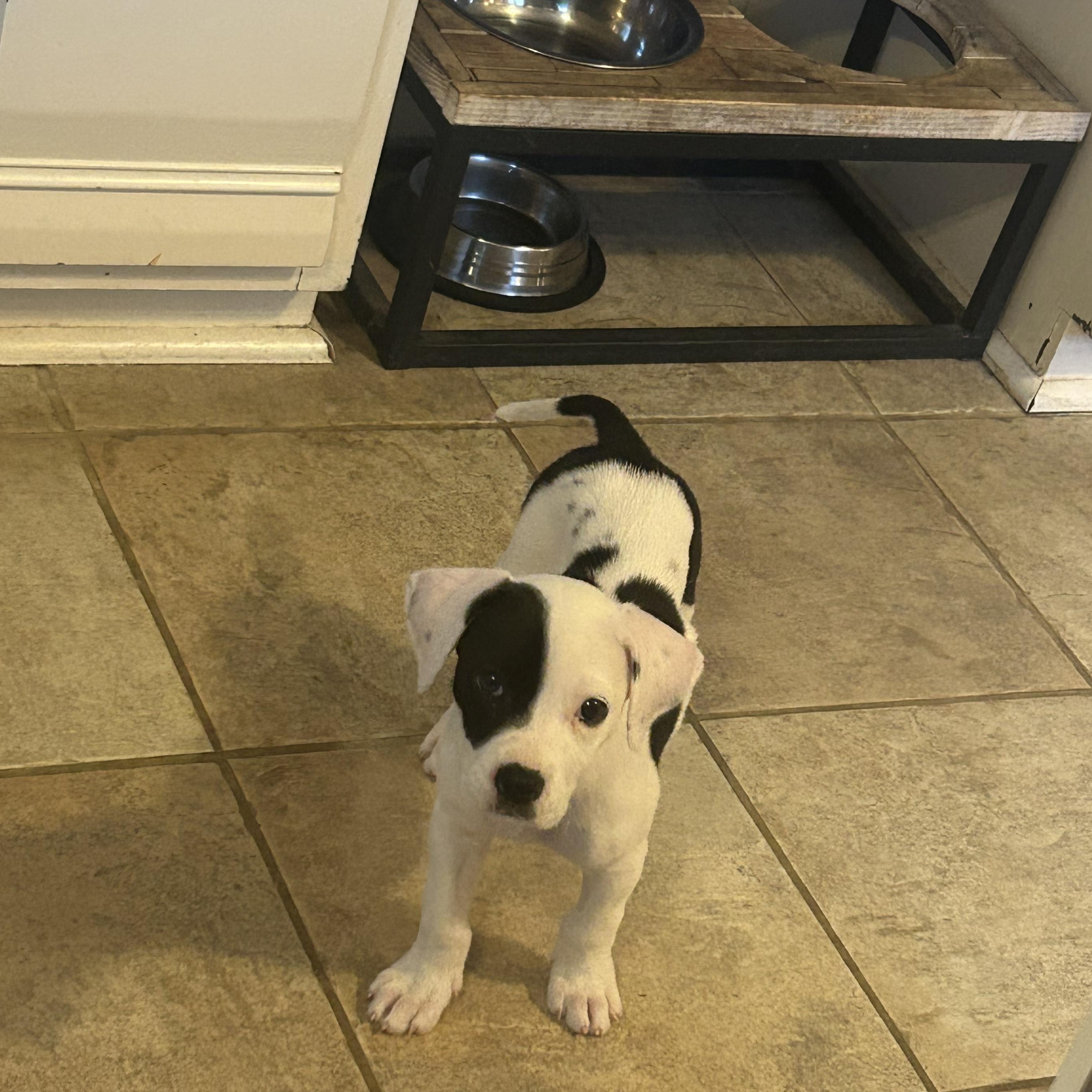 Enlarge Dr. Cassie McKay, a ADOPTABLE mixed breed in Warrenville, IL image 6/6