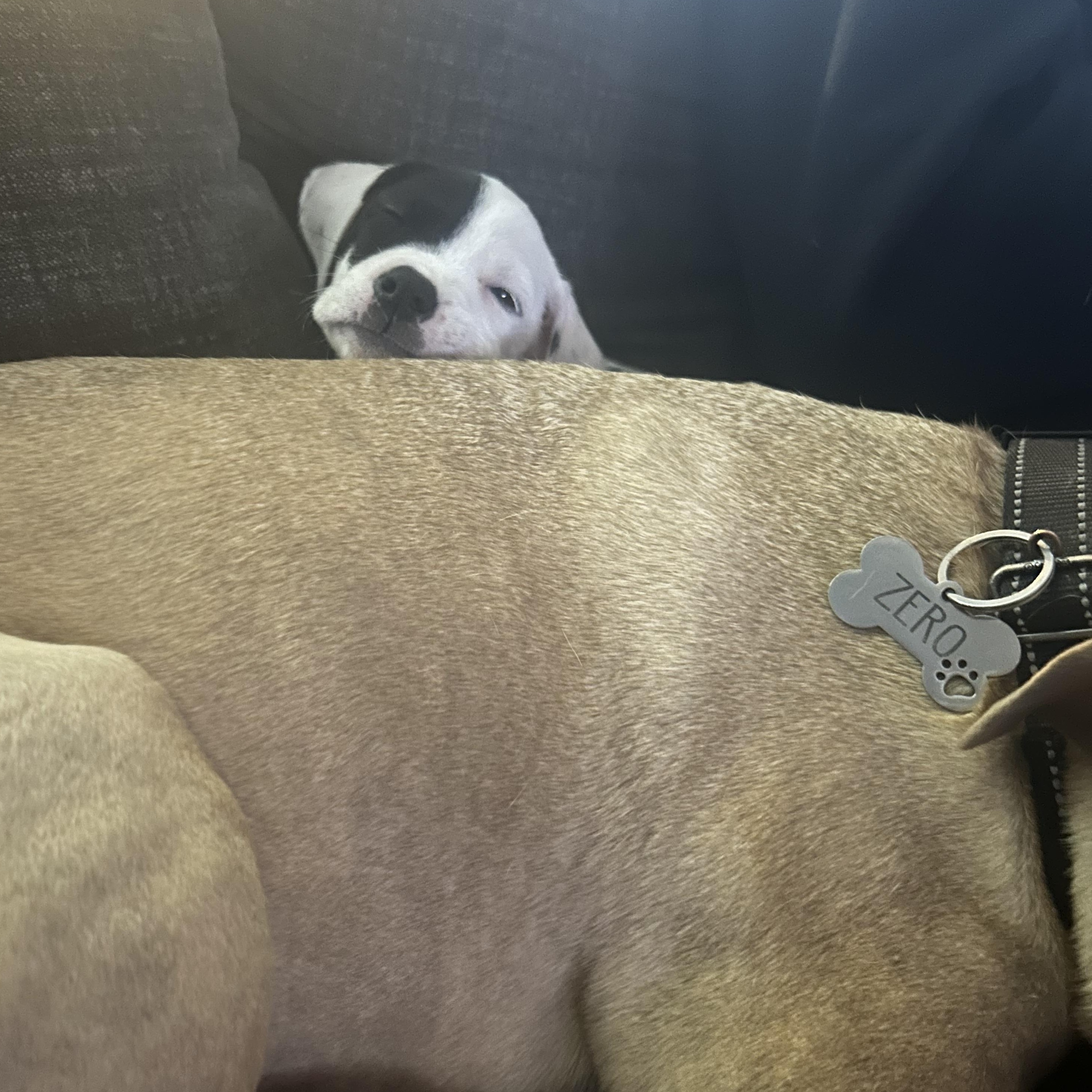 Enlarge Dr. Cassie McKay, a ADOPTABLE mixed breed in Warrenville, IL image 4/6