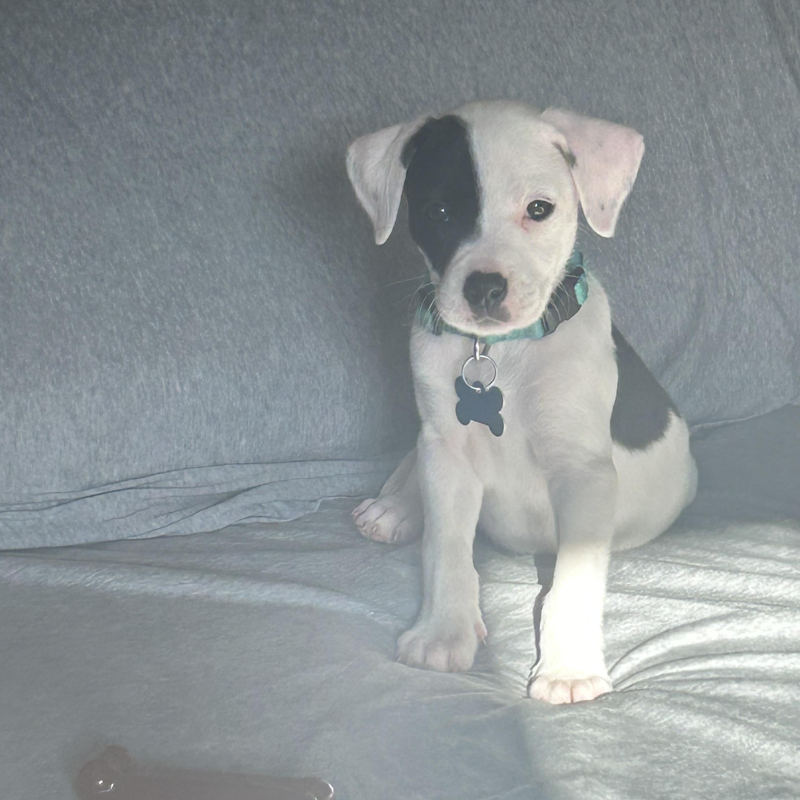 Enlarge Dr. Cassie McKay, a ADOPTABLE mixed breed in Warrenville, IL image 2/6