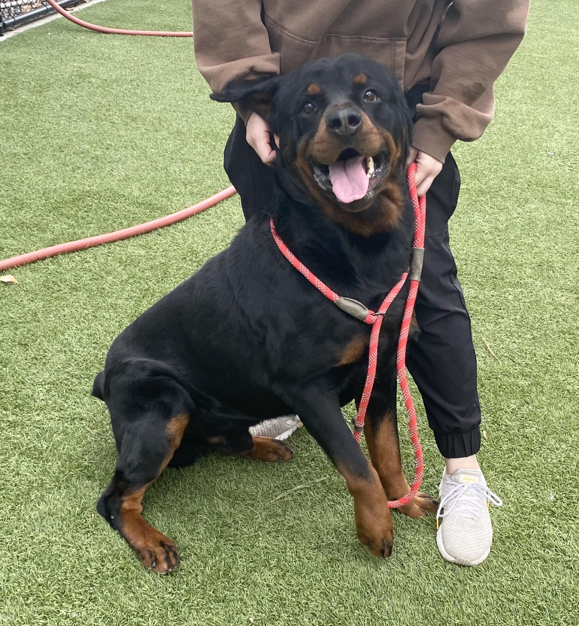 CHIEF 2, a Adoptable Rottweiler in Chapel Hill, NC image 1/6