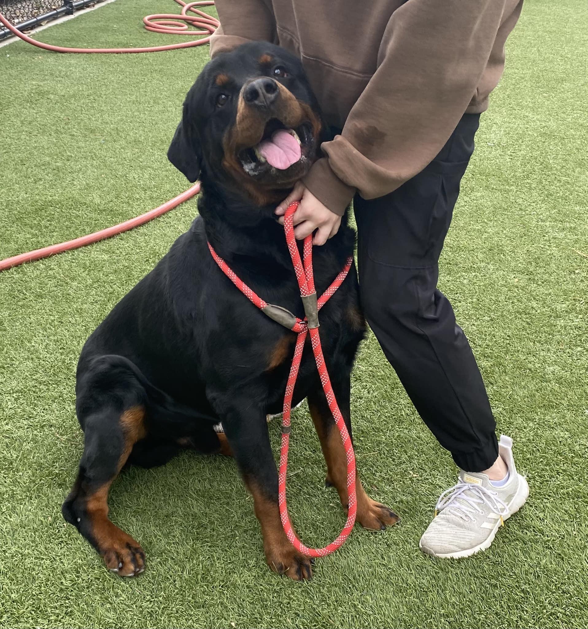 CHIEF 2, a Adoptable Rottweiler in Chapel Hill, NC image 3/6