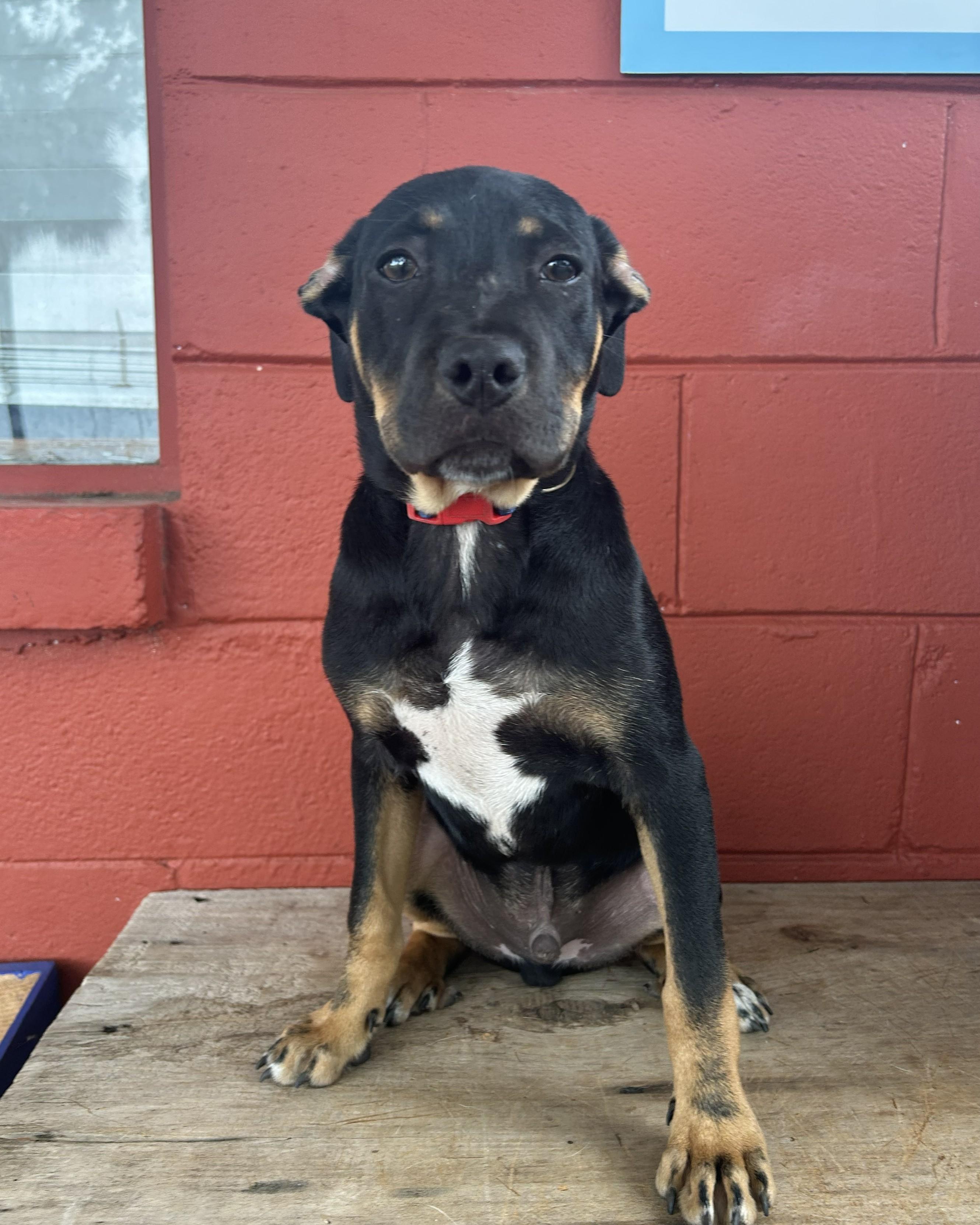Enlarge Chevy, an adopted mixed breed in Pensacola, FL image 2/5