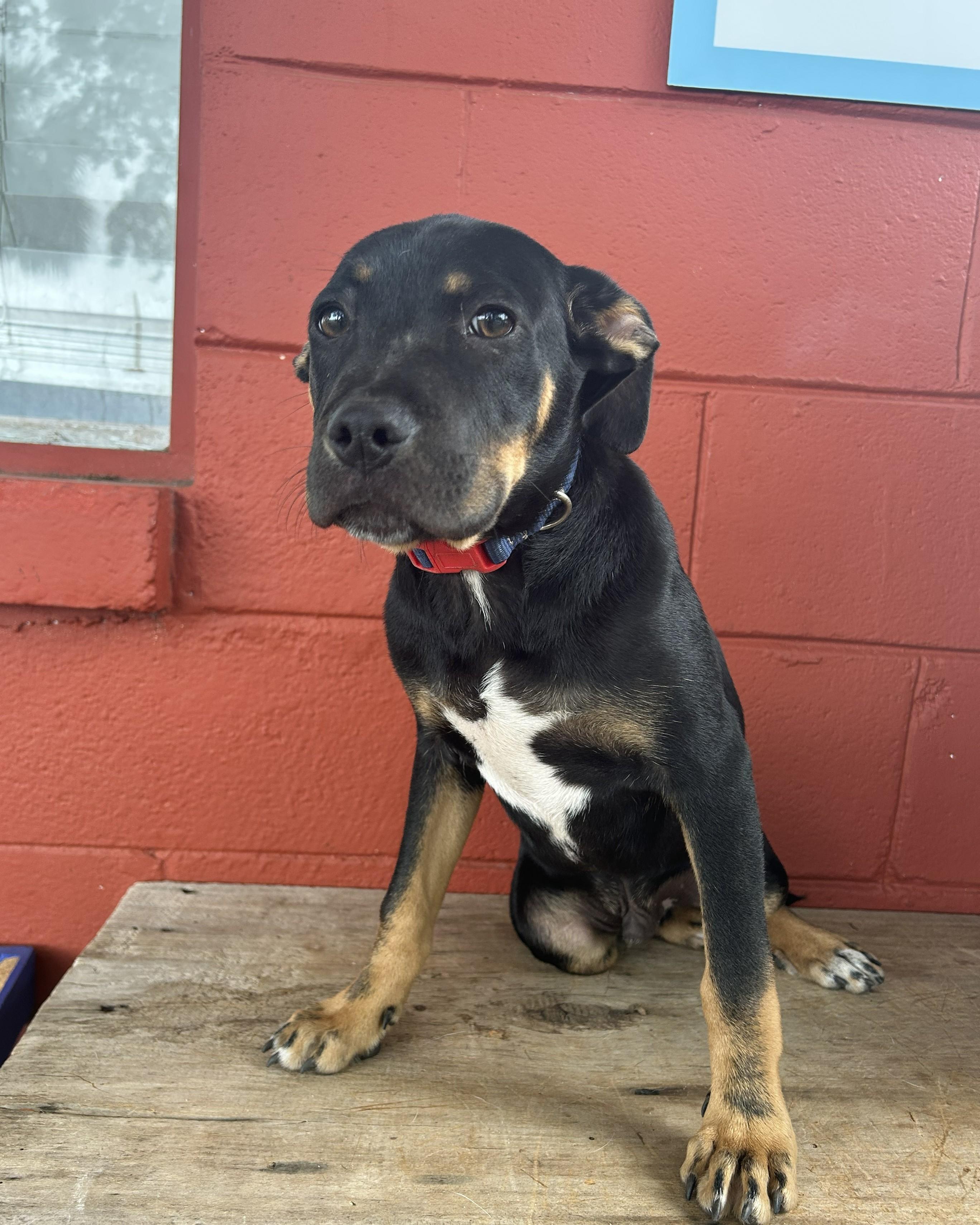 Enlarge Chevy, an adopted mixed breed in Pensacola, FL image 3/5