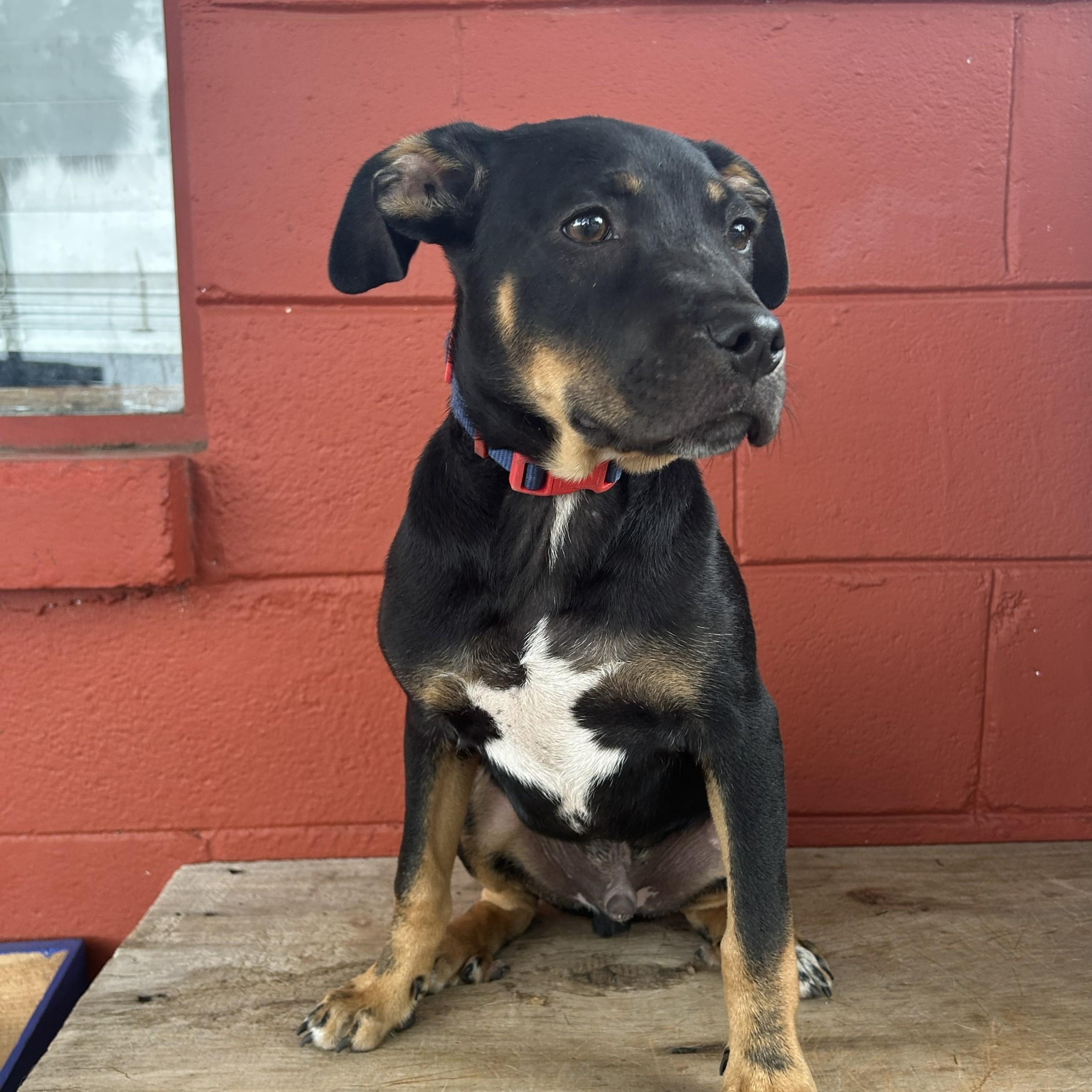 Chevy, adopted, Young Male Black Labrador Retriever & Boxer.