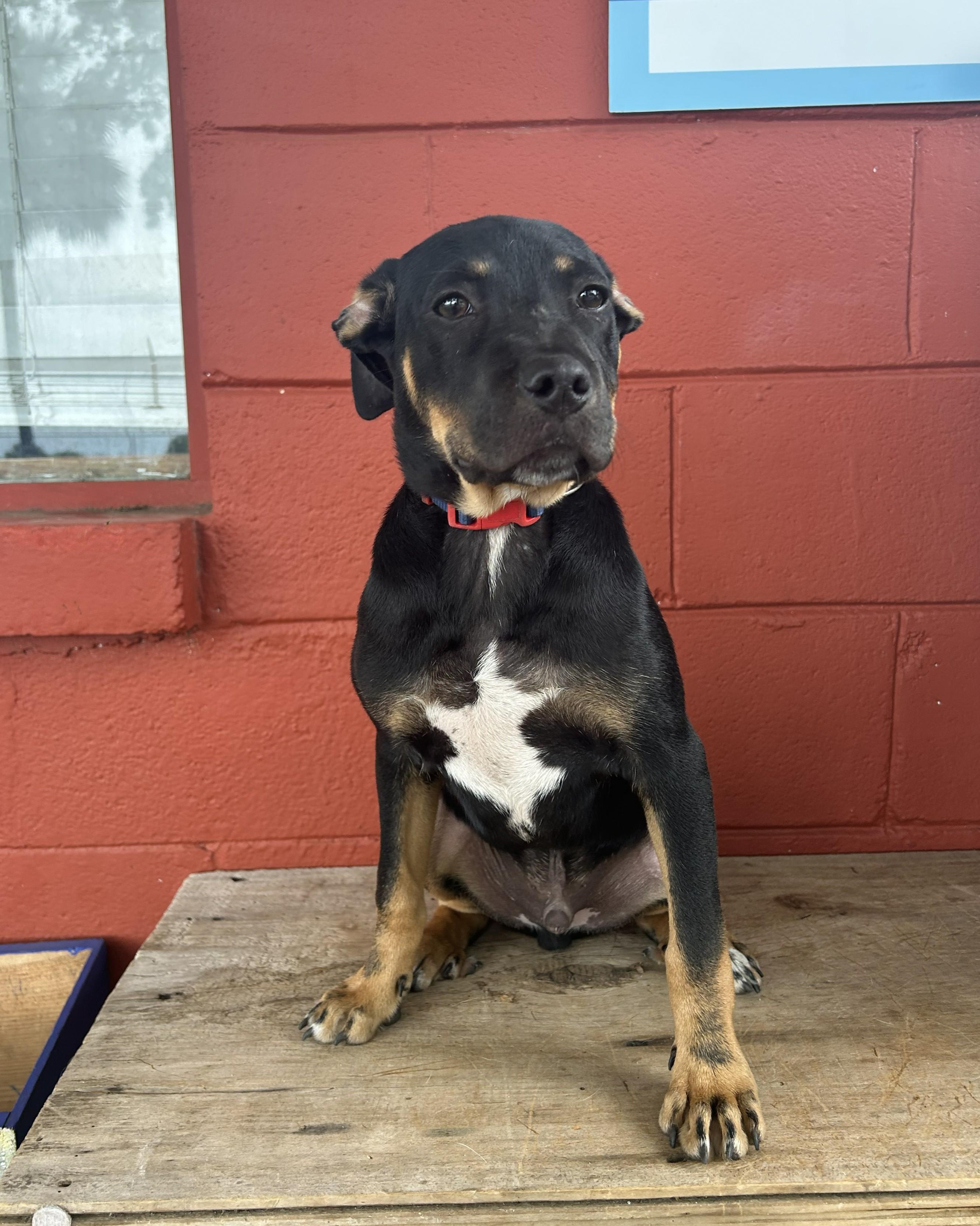 Enlarge Chevy, an adopted mixed breed in Pensacola, FL image 5/5
