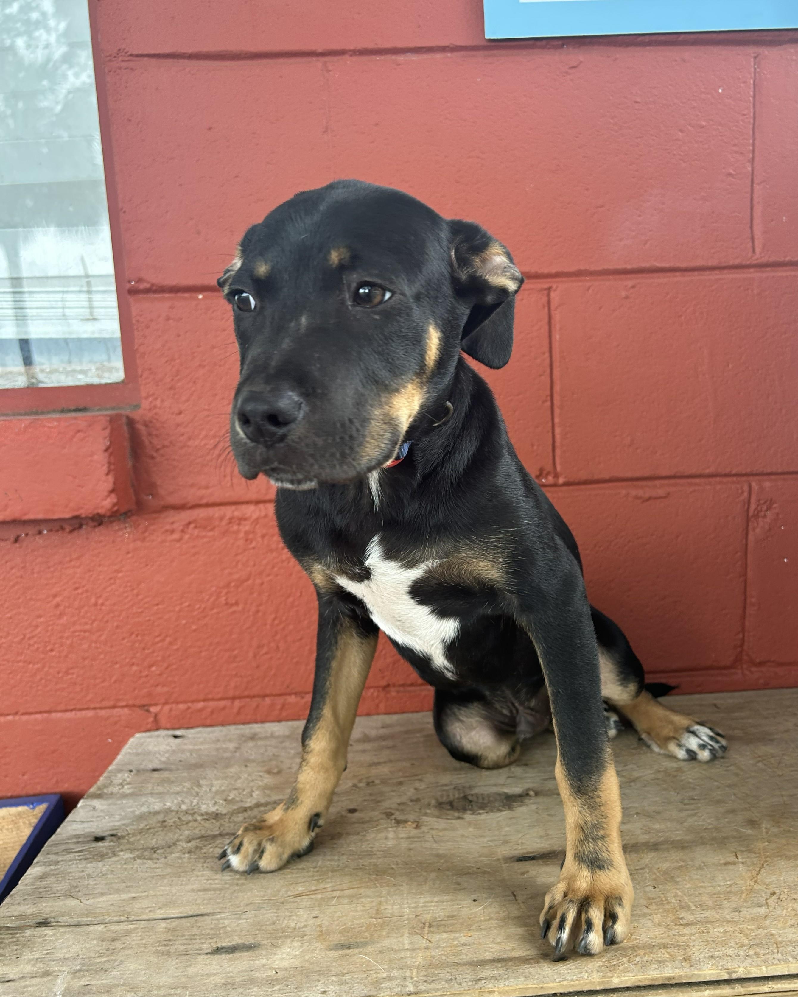 Enlarge Chevy, an adopted mixed breed in Pensacola, FL image 4/5