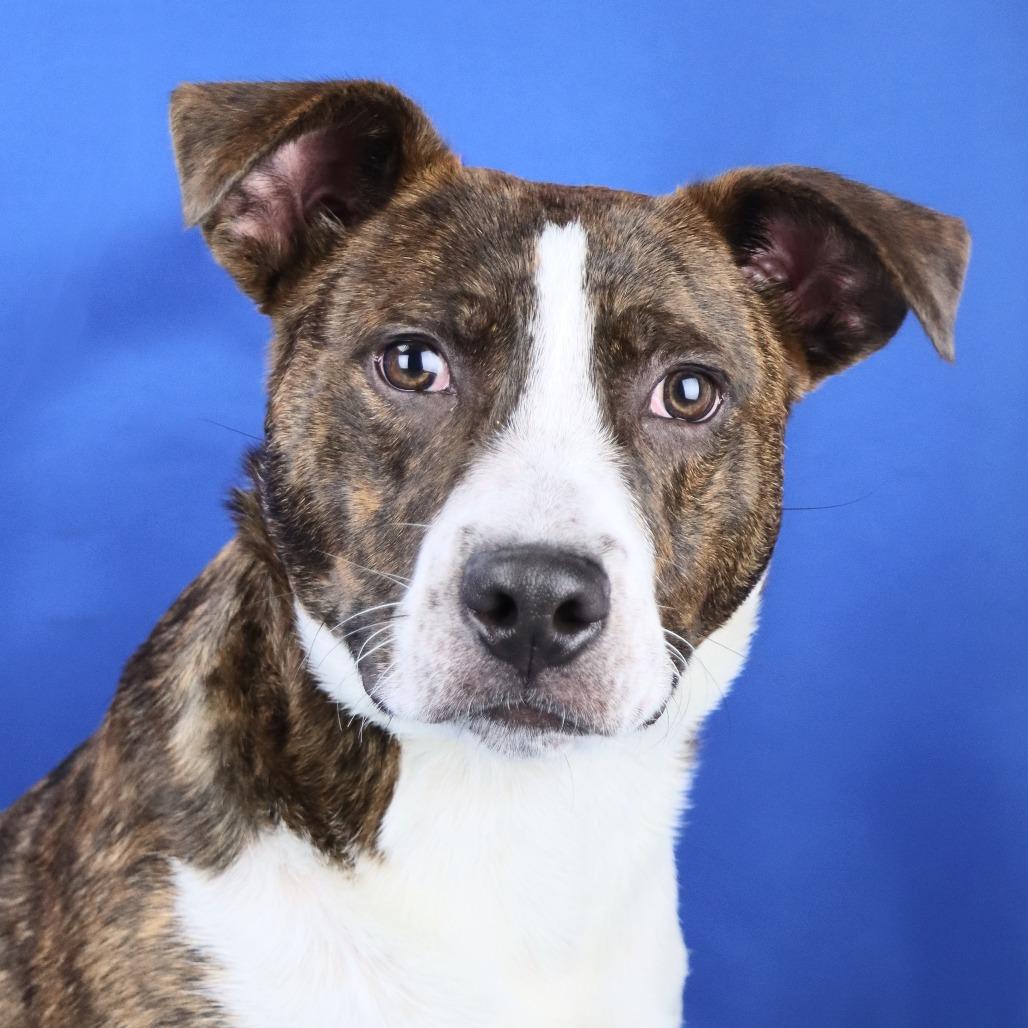 Dax- 052308T, Adoptable, Young Male Australian Cattle Dog / Blue Heeler & Labrador Retriever.