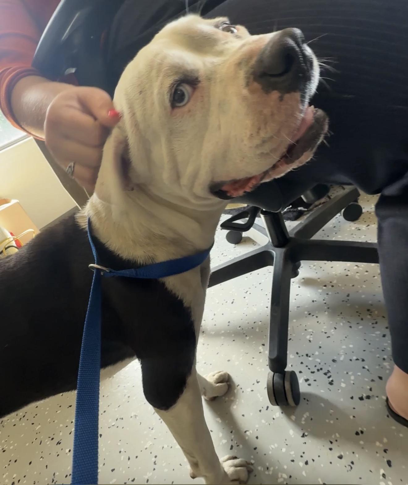 Ghost, ADOPTABLE, Young Male Pit Bull Terrier.