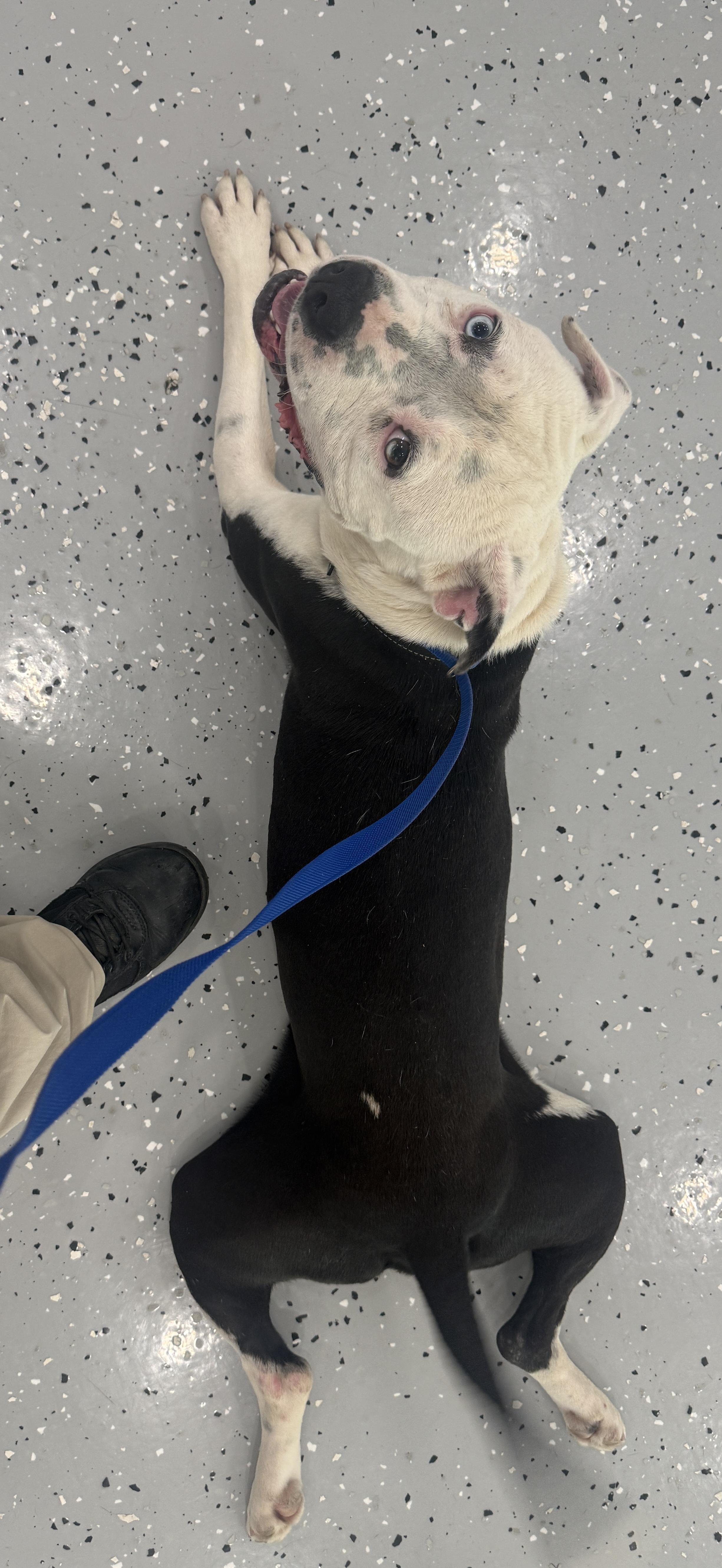 Ghost, a ADOPTABLE Pit Bull Terrier in Sherman, TX image 1/4