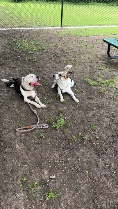 Enlarge Ghost, a ADOPTABLE Pit Bull Terrier in Sherman, TX video 4/4