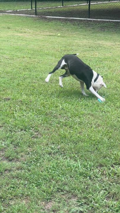 Enlarge Ghost, a ADOPTABLE Pit Bull Terrier in Sherman, TX video 3/4