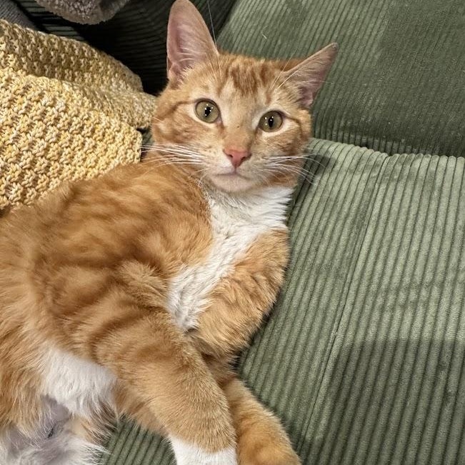 Thief, adoptable, Young Male American Shorthair.