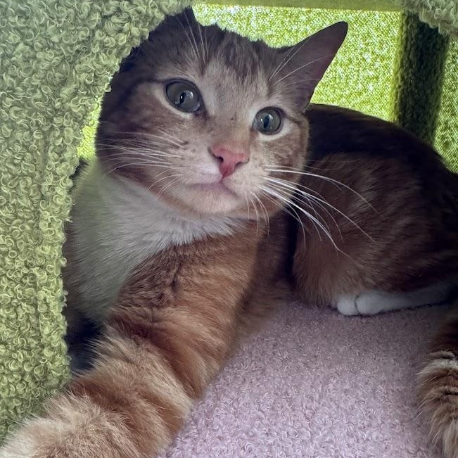 Thief, an adoptable American Shorthair in brooklyn, NY image 4/6