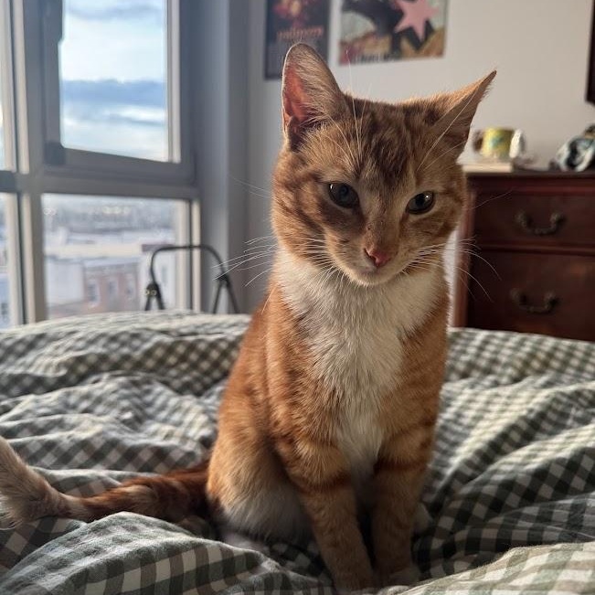 Thief, an adoptable American Shorthair in brooklyn, NY image 3/6