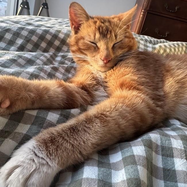 Thief, an adoptable American Shorthair in brooklyn, NY image 5/6