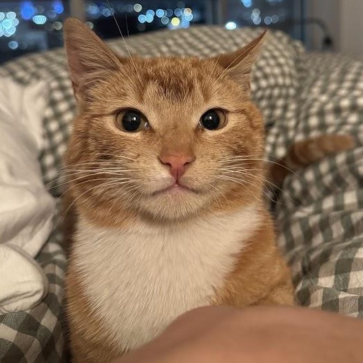 Thief, an adoptable American Shorthair in brooklyn, NY image 2/6