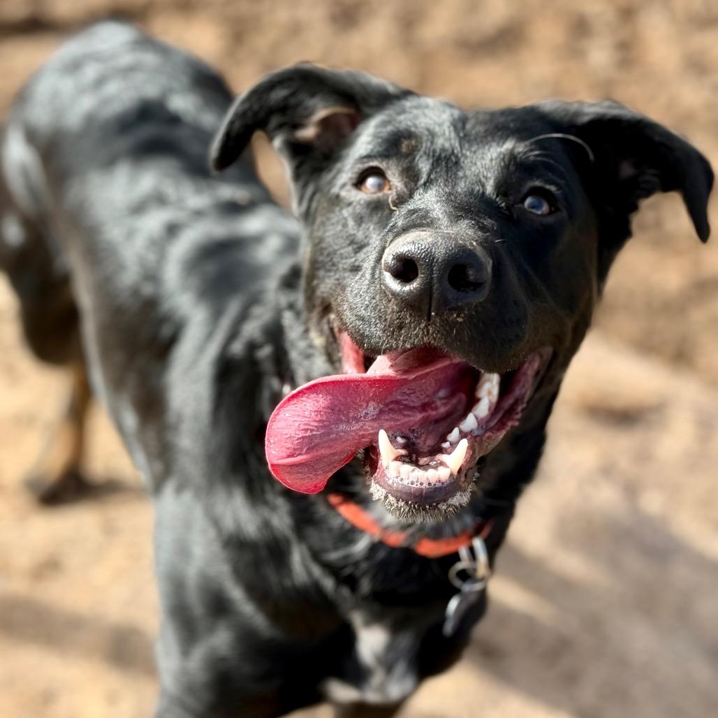 Enlarge Missy Elliot, a Adoptable Shepherd in Durango, CO image 1/6