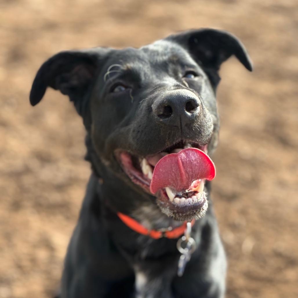 Enlarge Missy Elliot, a Adoptable Shepherd in Durango, CO image 2/6