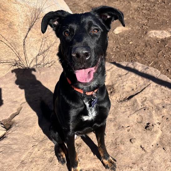Enlarge Missy Elliot, a Adoptable Shepherd in Durango, CO image 3/6