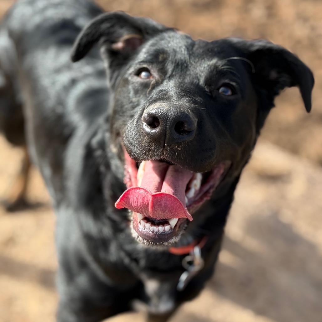 Enlarge Missy Elliot, a Adoptable Shepherd in Durango, CO image 4/6