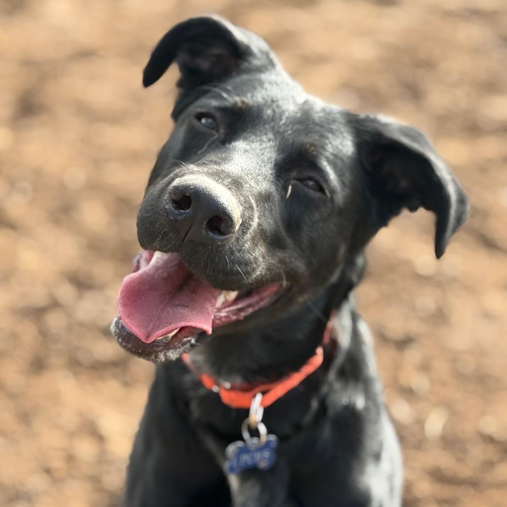 Enlarge Missy Elliot, a Adoptable Shepherd in Durango, CO image 5/6
