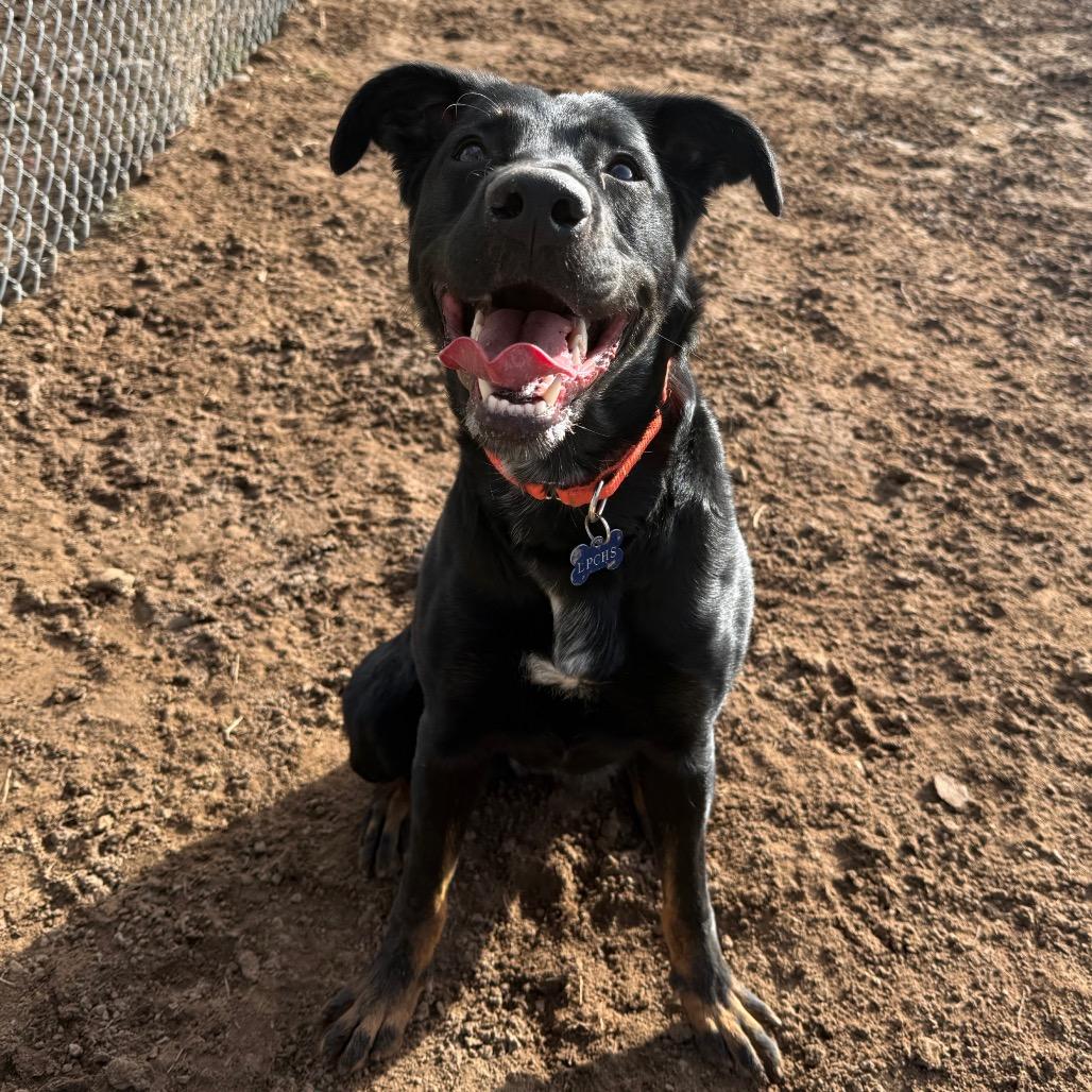 Enlarge Missy Elliot, a Adoptable Shepherd in Durango, CO image 6/6