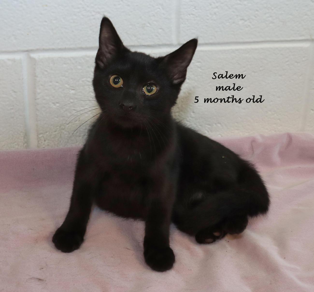 Enlarge Salem, a Adopted Domestic Short Hair in Euclid, OH image 2/5