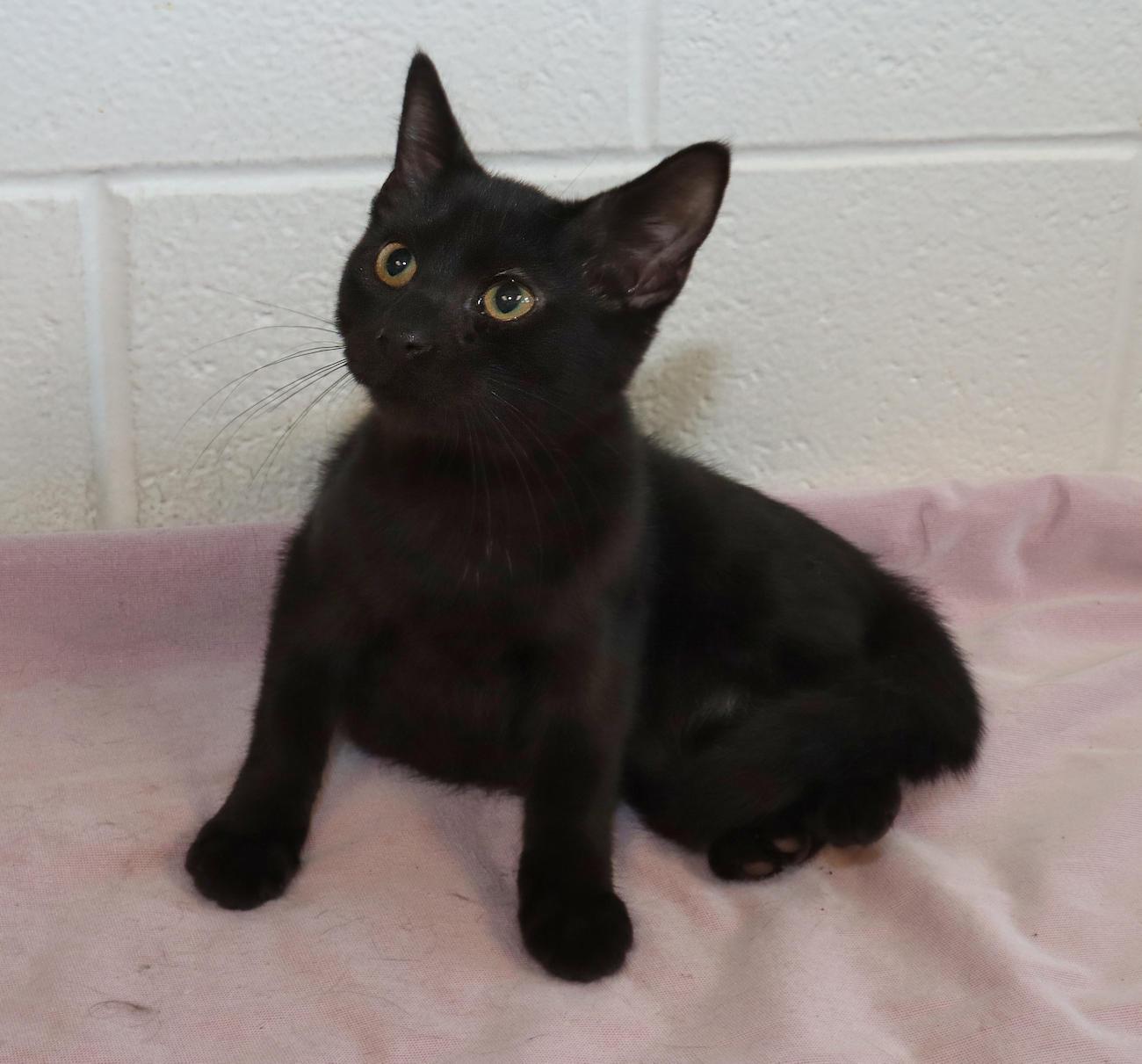 Enlarge Salem, a Adopted Domestic Short Hair in Euclid, OH image 5/5